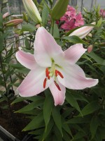 [1796 PinkSecret No01.JPG]